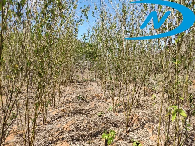Imagem 11: Sitio Rural em Jequié - Ba, Nova Esperança