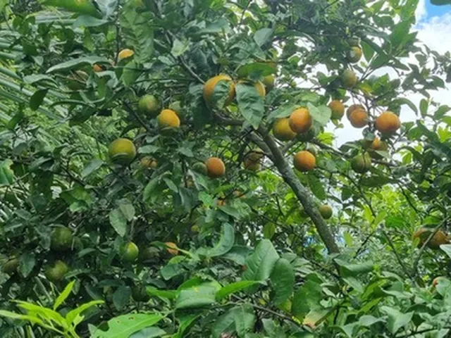 Imagem 7: Fazenda Rural em Serrinha - Ba, Zona Rural