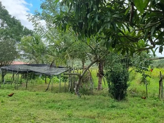 Imagem 3: Fazenda Rural em Serrinha - Ba, Zona Rural