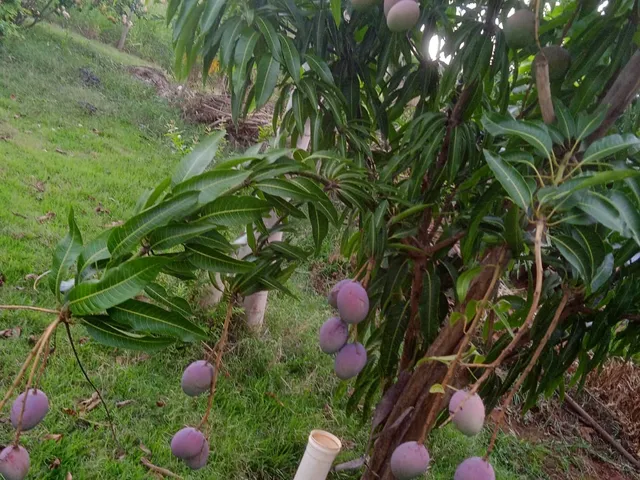 Imagem 14: Chacara Rural em Deodápolis - Ms, Rural