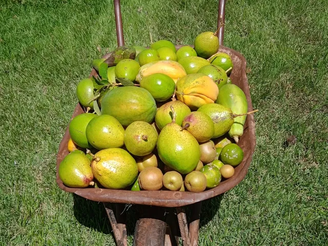 Imagem 7: Chacara Rural em Deodápolis - Ms, Rural