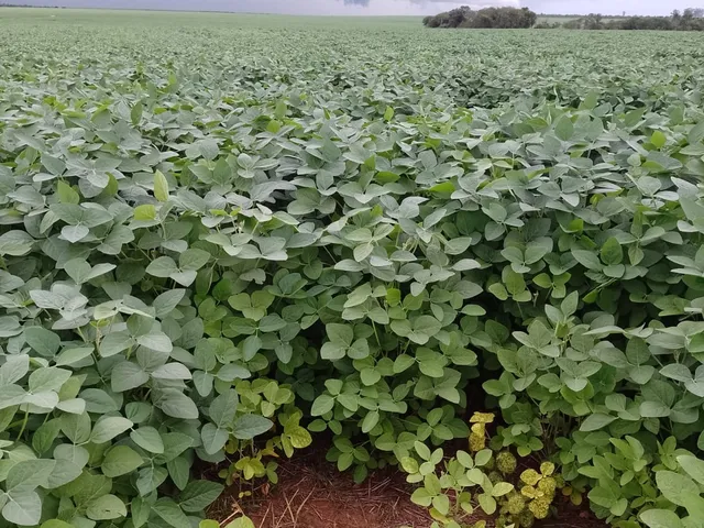 Imagem: Fazenda Dupla Aptidao para Venda em Tres