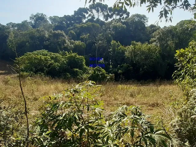 Imagem 7: CHÁCARA 6 MIL M² A UM KM DA IGREJA DO SERRINHA, COM ESCRITURA E REGISTRO DE IMÓVEIS