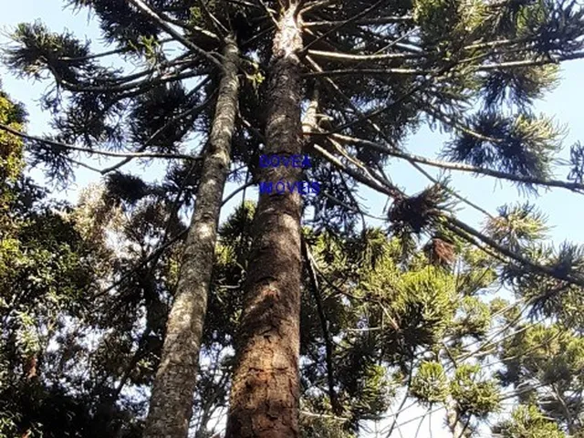 Imagem 9: CHÁCARA 6 MIL M² A UM KM DA IGREJA DO SERRINHA, COM ESCRITURA E REGISTRO DE IMÓVEIS