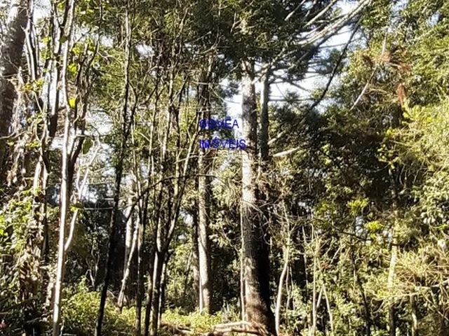 Imagem 12: CHÁCARA 6 MIL M² A UM KM DA IGREJA DO SERRINHA, COM ESCRITURA E REGISTRO DE IMÓVEIS