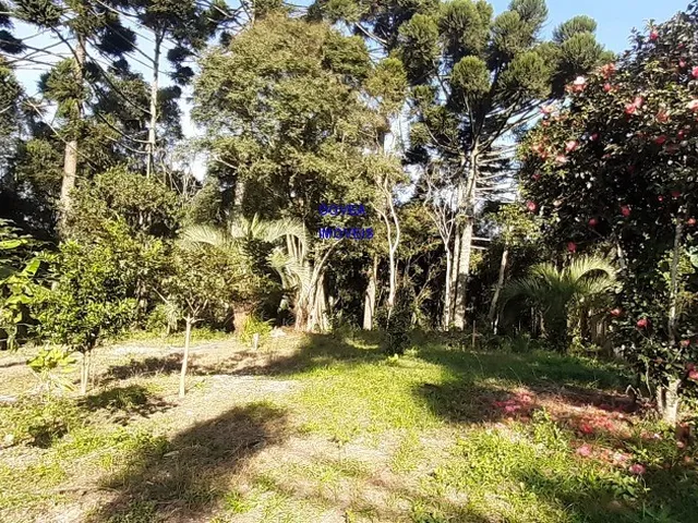 Imagem 11: CHÁCARA 6 MIL M² A UM KM DA IGREJA DO SERRINHA, COM ESCRITURA E REGISTRO DE IMÓVEIS