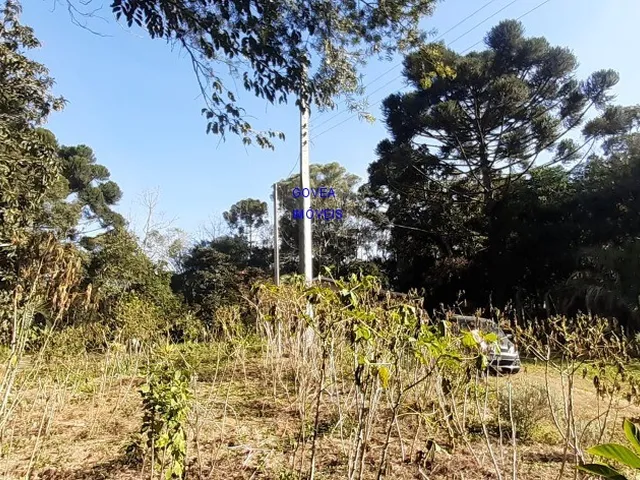 Imagem 4: CHÁCARA 6 MIL M² A UM KM DA IGREJA DO SERRINHA, COM ESCRITURA E REGISTRO DE IMÓVEIS