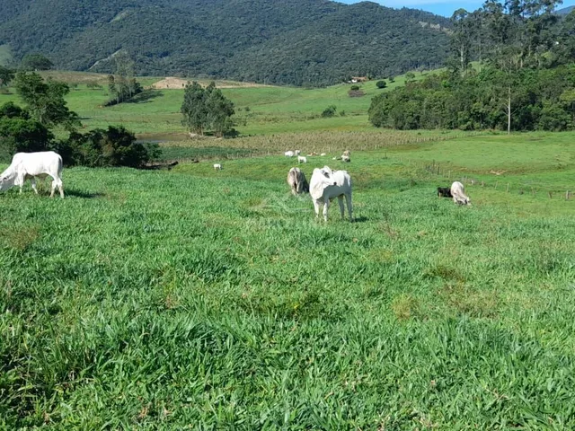Imagem: Sítio À Venda no Bairro Aratingauba