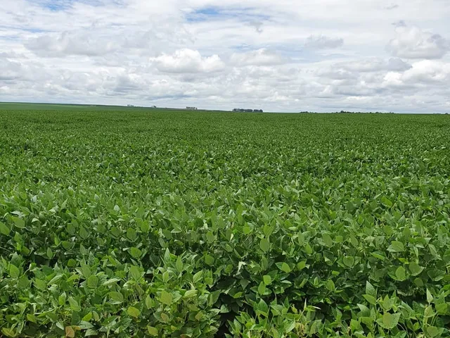 Imagem: Fazenda para Venda na Região de Nova Mutum-Mt