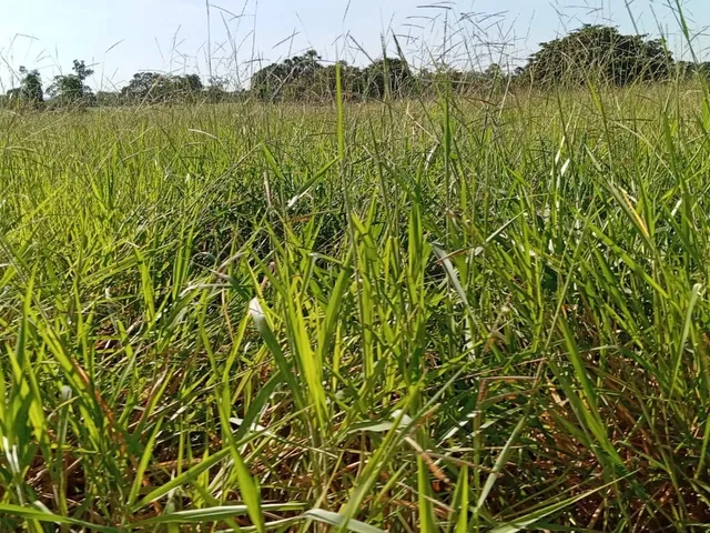 Imagem 1: Sitio Dupla Aptidao para Venda na Regiao de Lagoa-Santa-Go com 30 Alqueires na Pecuária