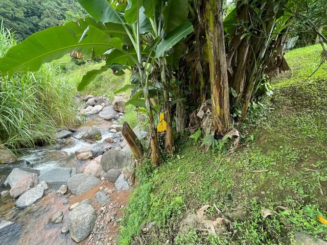 Imagem 3: Mini sítio com 02 casas a Venda em Benedito Novo