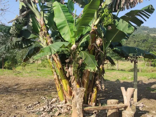 Imagem 13: Lindo sítio, 100% plano, com córrego!