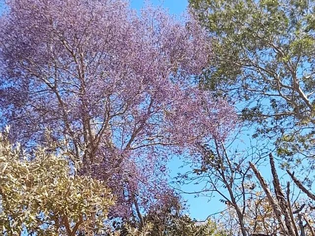 Imagem 15: Fazendinha à Venda no Aconchego da Serra, MG