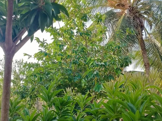 Imagem 10: Imperdível oportunidade: Casa à venda em Beberibe - CE, Prainha do Canto Verde! 3