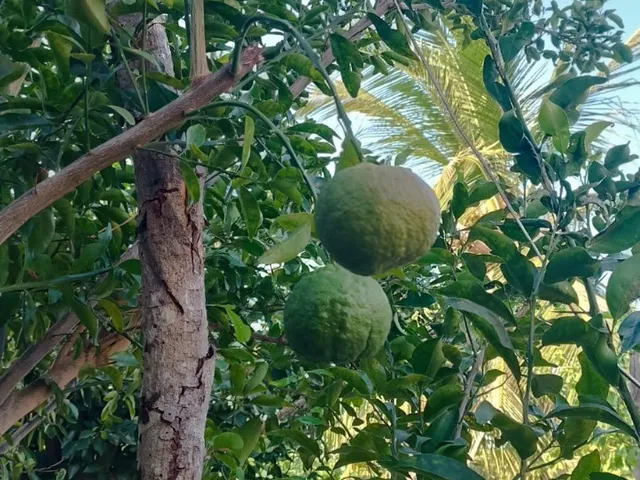 Imagem 3: Imperdível oportunidade: Casa à venda em Beberibe - CE, Prainha do Canto Verde! 3