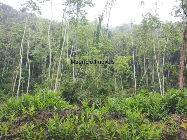 Imagem 4: Terreno rural com 55,58 hectares, parte reflorestado eucaliptos e parte com reserva