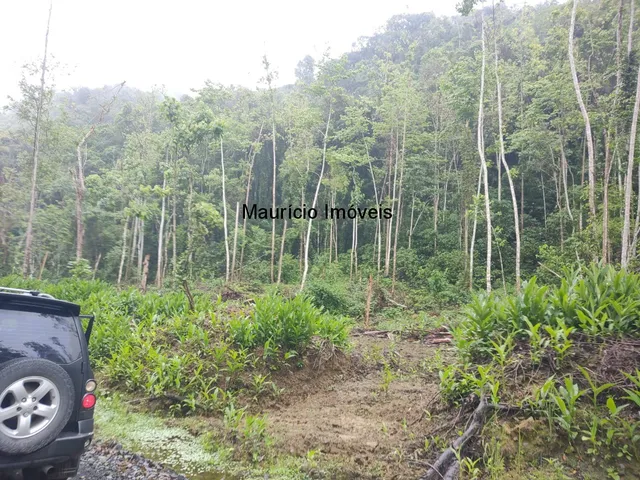 Imagem 3: Terreno rural com 55,58 hectares, parte reflorestado eucaliptos e parte com reserva