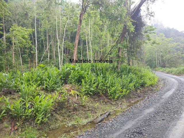 Imagem 2: Terreno rural com 55,58 hectares, parte reflorestado eucaliptos e parte com reserva