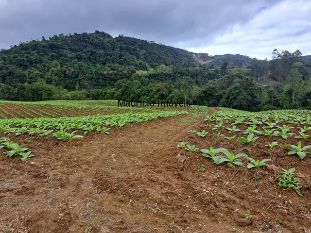 Imagem 9: Lindo sítio com 7 hectares, Ribeirão Cachoeira, Distrito de Passo Manso, Taió, S.C