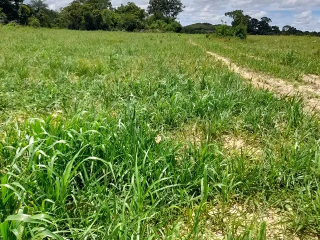 Imagem 5: Fazenda Beira Rio Manso em Chapada
