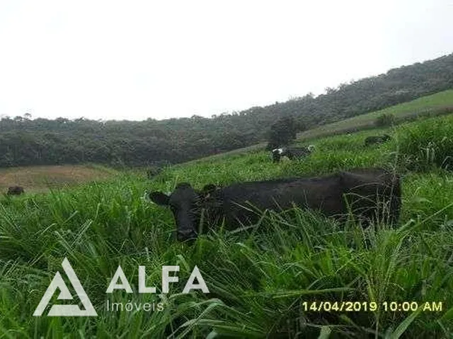 Imagem 13: Fazenda Leiteira Completa e Produtiva com Estrutura de Alta Capacidade - Oportunidade