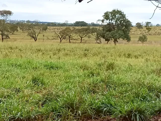 Imagem: Fazenda Dupla Aptidao para Venda na Região