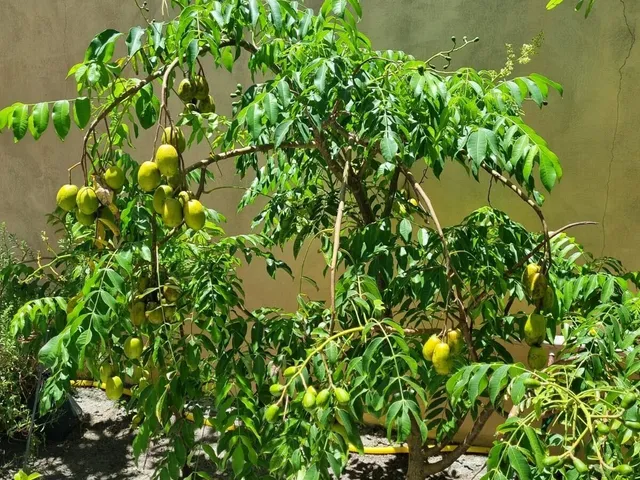 Imagem 14: Condomínio Planeta Água - Vendo Casa 3 Suítes, Piscina, Energia Solar, Barra
