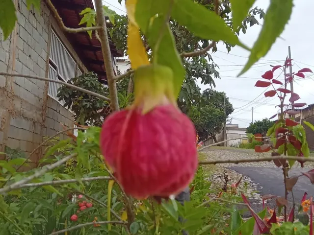 Imagem 7: CASA BAIRRO DAS OLIVEIRAS 390M2