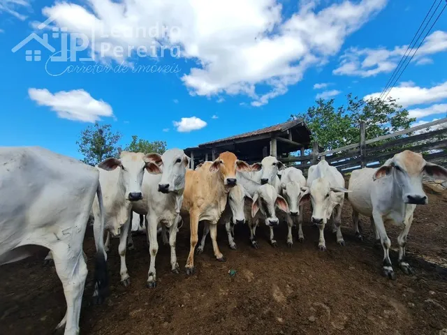 Imagem: Fazenda Comercial em Araruama - Rj, São