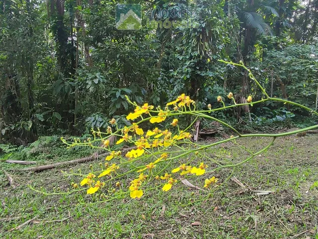 Imagem 1: Chácara à venda no bairro Vila das Palmeiras - Morretes/PR