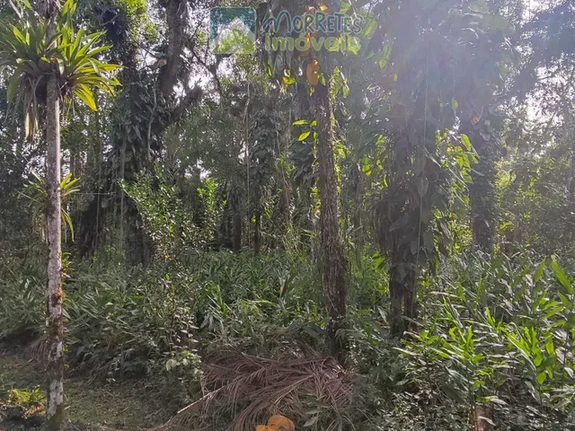 Imagem 4: Chácara à venda no bairro Vila das Palmeiras - Morretes/PR