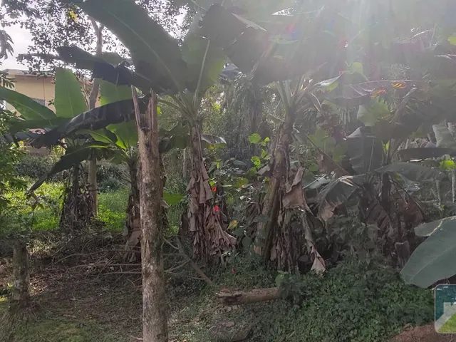 Imagem 14: Chácara à venda no bairro Vila das Palmeiras - Morretes/PR