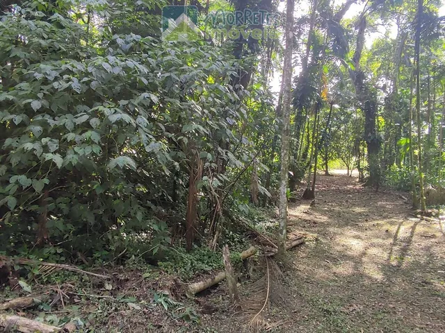 Imagem 13: Chácara à venda no bairro Vila das Palmeiras - Morretes/PR