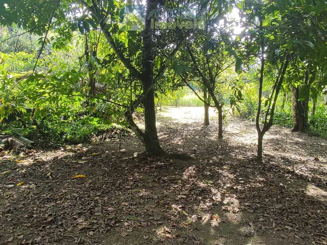 Imagem 6: Chácara à venda no bairro Vila das Palmeiras - Morretes/PR