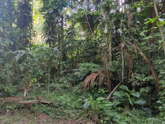 Imagem 12: Chácara à venda no bairro Vila das Palmeiras - Morretes/PR