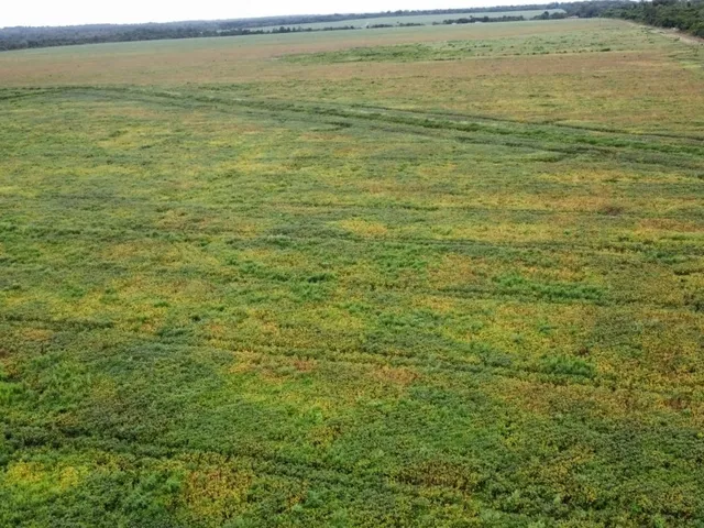 Imagem 7: Ágio de Arrendamento em fazenda no Mato Grosso: 600 ha com 276 ha...
