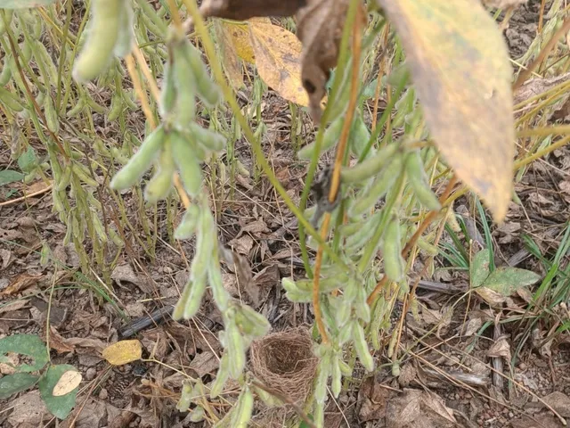 Imagem 13: Ágio de Arrendamento em fazenda no Mato Grosso: 600 ha com 276 ha...