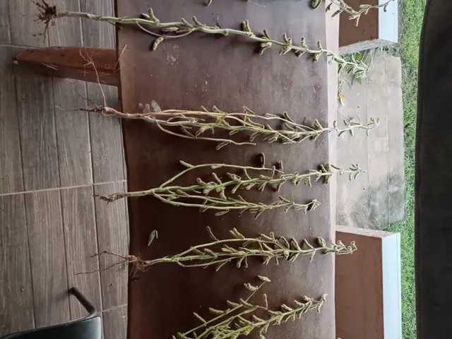 Imagem 4: Ágio de Arrendamento em fazenda no Mato Grosso: 600 ha com 276 ha...
