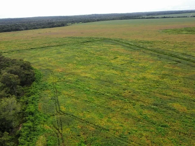 Imagem 10: Ágio de Arrendamento em fazenda no Mato Grosso: 600 ha com 276 ha...
