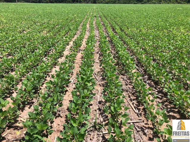 Imagem 3: Ágio de Arrendamento em fazenda no Mato Grosso: 600 ha com 276 ha...