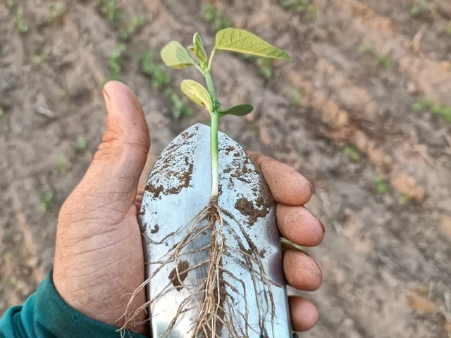 Imagem 2: Ágio de Arrendamento em fazenda no Mato Grosso: 600 ha com 276 ha...