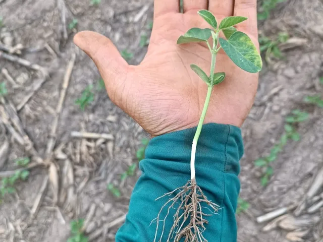 Imagem 5: Ágio de Arrendamento em fazenda no Mato Grosso: 600 ha com 276 ha...