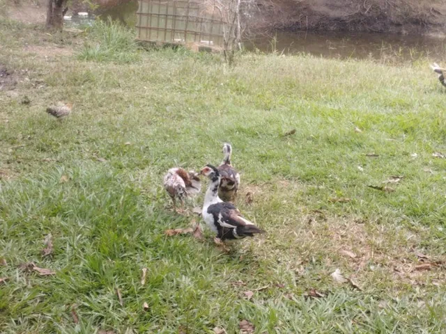 Imagem 12: Chacara Residencial em Caratinga - Mg, Córrego Taquaraçu