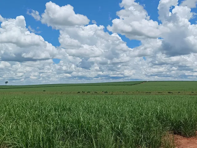 Imagem: Fazenda para Venda na Região de Andradina-Sp