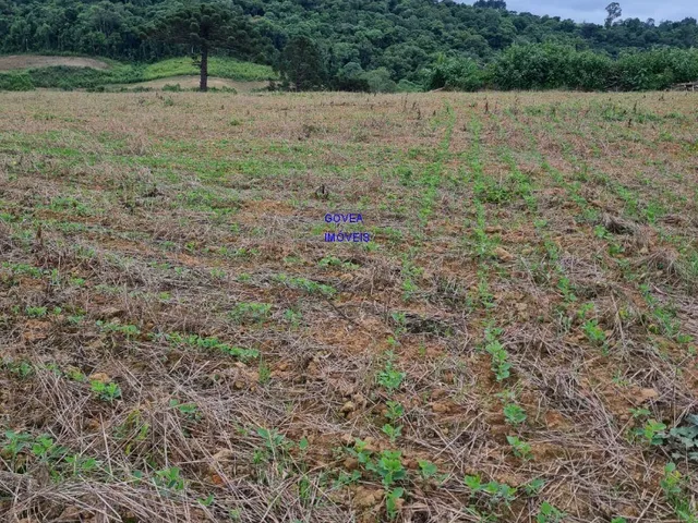 Imagem 4: Área total: 5 alqueires e 21 litros. Área de lavoura: 4 alqueires e 20 litros