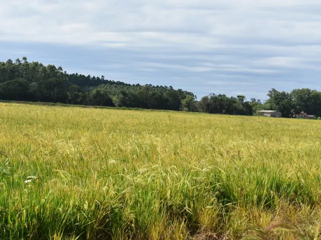 Imagem: Arroz - Fazenda de 120 Hectares!!