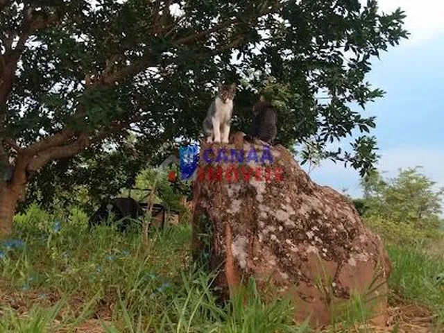 Imagem 10: Rancho à venda, 5000m², Casa com 4 quartos - 60% em permuta