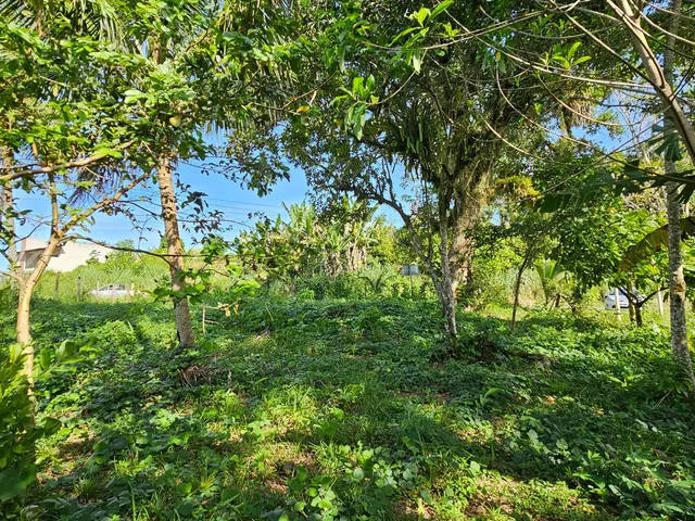 Imagem 3: Terreno Lote em MARICOABO, Valença/BA
