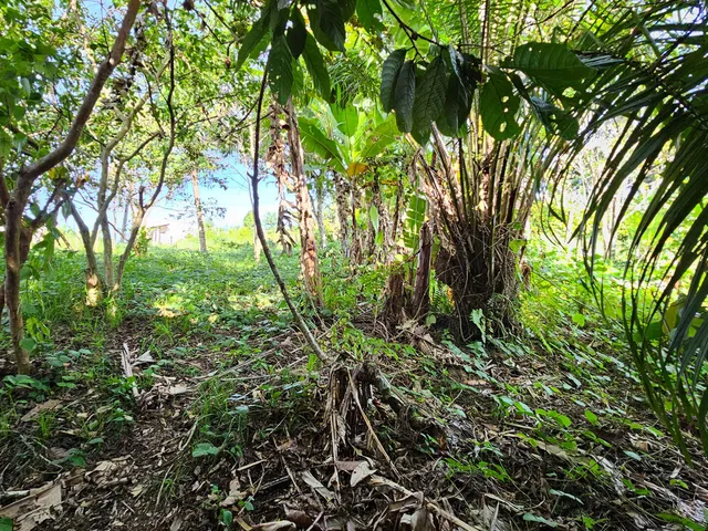 Imagem 6: Terreno Lote em MARICOABO, Valença/BA