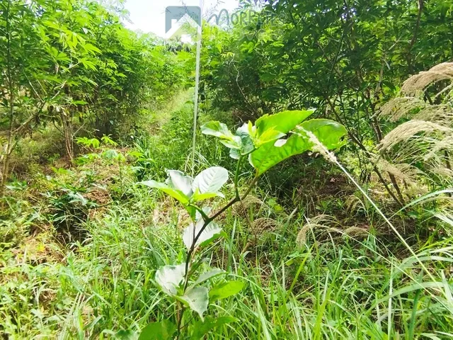 Imagem 4: Área à venda no bairro América de baixo - Morretes/PR, Rural